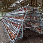 Q235 Bridge Steel A Frame Layer Chicken Cage For Chicken Farm