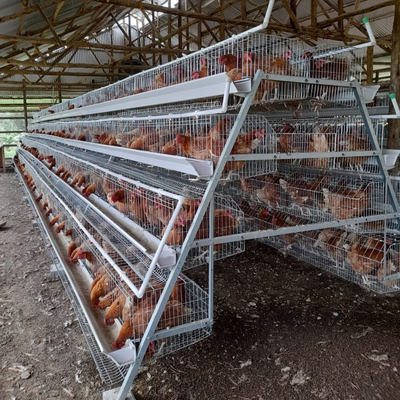 A Type Layer Egg Laying Chicken Cage 160 Birds With Automatic Feeding System