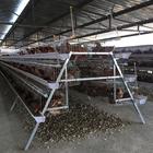 43*41Cm Full Automatic Battery Cage System U Type Galvanized Silver Color