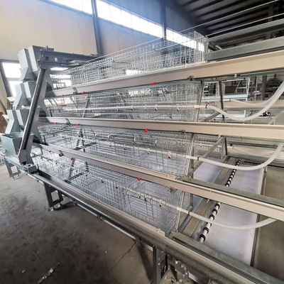 A Type Baby Chick Cage Include Automatic Drinking System