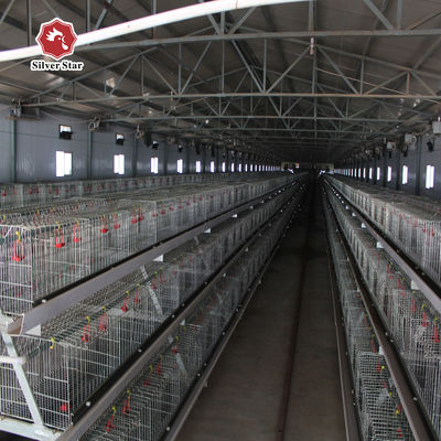 Automatic H-Type Baby Chick Brooding Cage System with Hot Dip Galvanizing and 100-300 Chickens/set Capacity