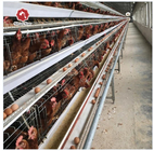 10000 Birds Layer Poultry Equipment A Frame Layer Cages SGS Approved