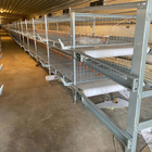 Automatic Broiler Cage With Poultry Drinking System