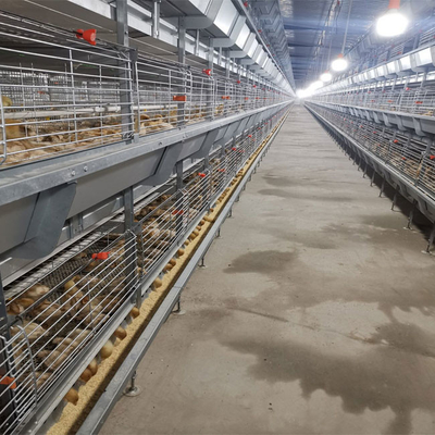 Hot Galvanized Battery Cage Poultry Drinking System