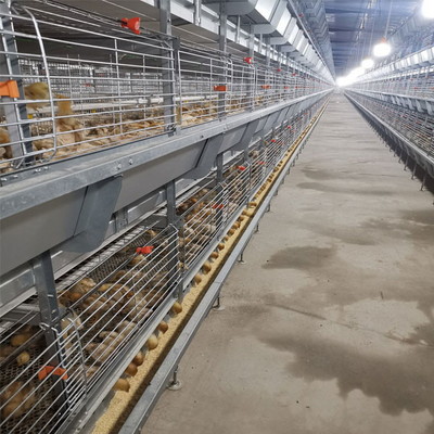 Hot Galvanized Steel Broiler Cage System For Chicken Farm