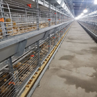 136 Broilers Per Chicken Cage For Chicken Farm