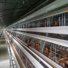 120 Birds Chicken Farm Poultry Cage With Egg Collecting System