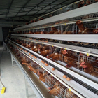 2.15M Length Layer Battery Chicken Cage A Type 3 Tiers