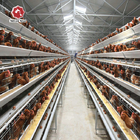 2.15M Length Layer Battery Chicken Cage A Type 3 Tiers