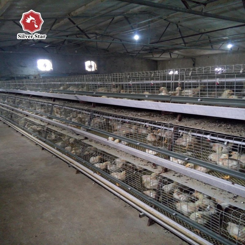 Baby Chick Cages In An H Type Configuration For Automatic Poultry ...