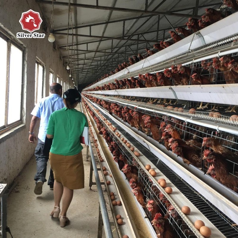 Poultry Chicken Cages 4 Tiers A Type Automatic Battery Layer Chicken ...