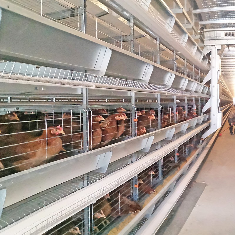 4 Tiers Chicken Egg Layer Battery Cage For Tanzania Poultry Farm ...
