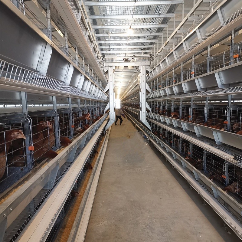 H Type Galvanized Layer Battery Chicken Cages For 10000 Birds Poultry ...