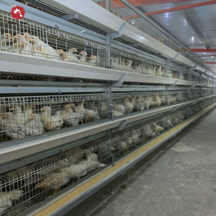 Coop Broiler Battery Chicken Cage Automatic Poultry Farm H Type 3 Tiers ...