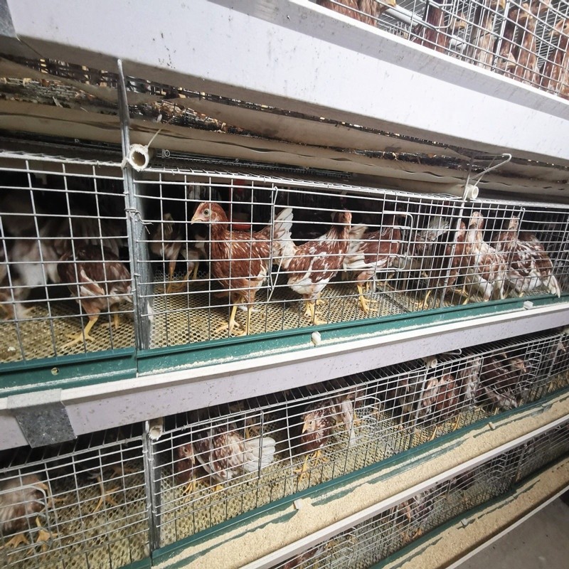 H Type Poultry Battery Chicken Cages Automatic Egg Layer Farm Laying ...