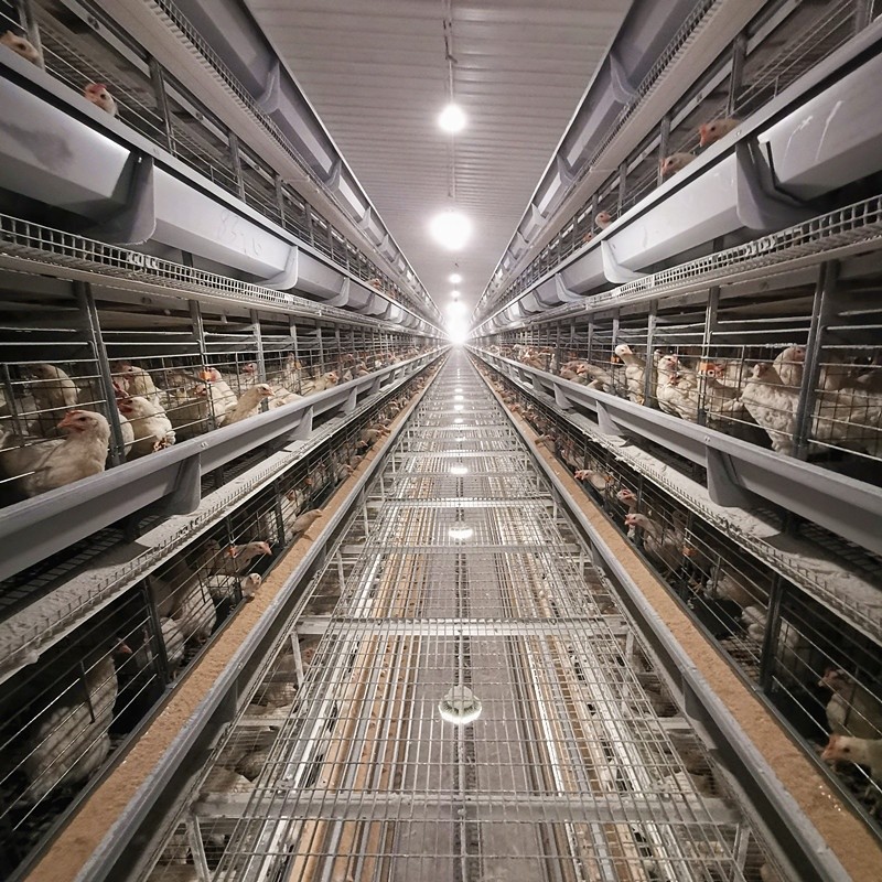 Automatic Egg Layer Chicken Battery Cage 3 Tiers 4 Tiers H Type Poultry ...