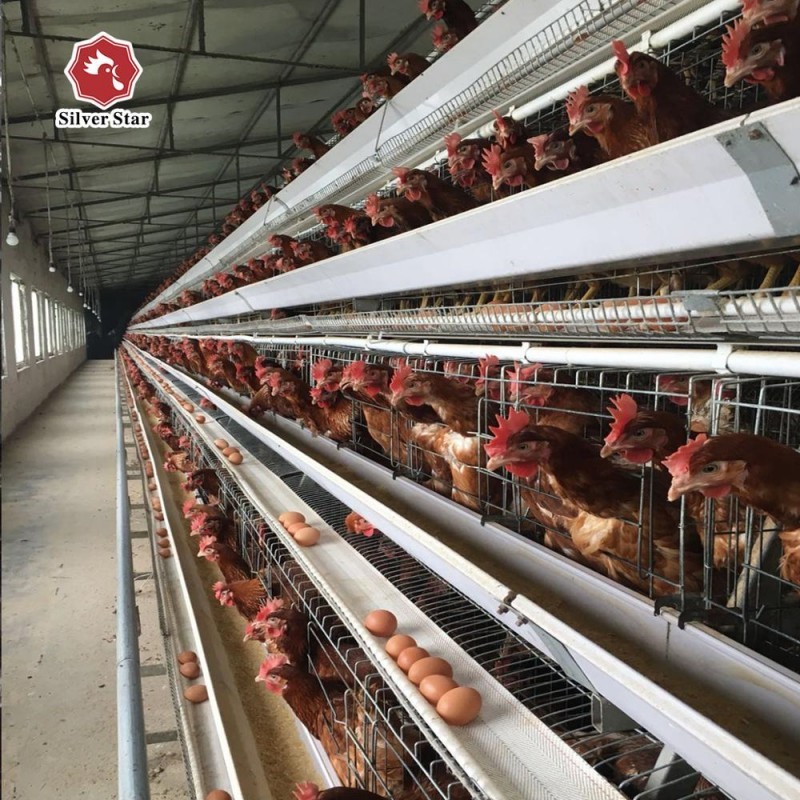 Chicken Cell Block 43*41*41 Cm Per Cell Layer Chicken Steel Cage 4 Birds Per Cell