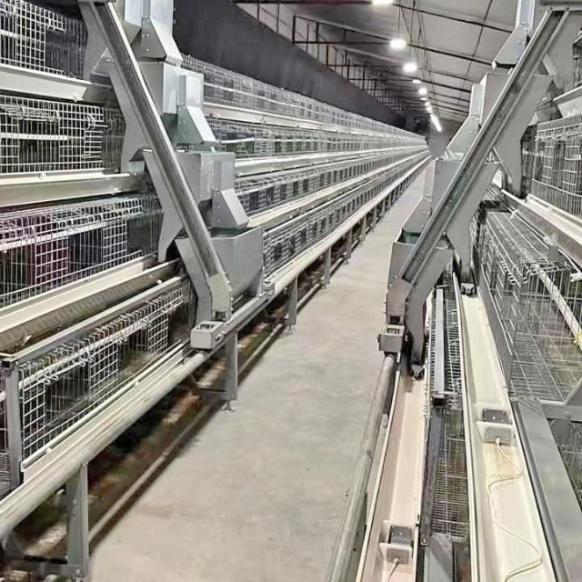 View of Battery Cage System Features Four Tiers And Is Designed For 120 Birds ...