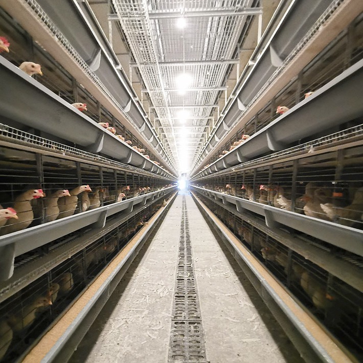 H Type Battery Poultry Chicken Cage Automatic Layer And Broiler 3 Tiers ...