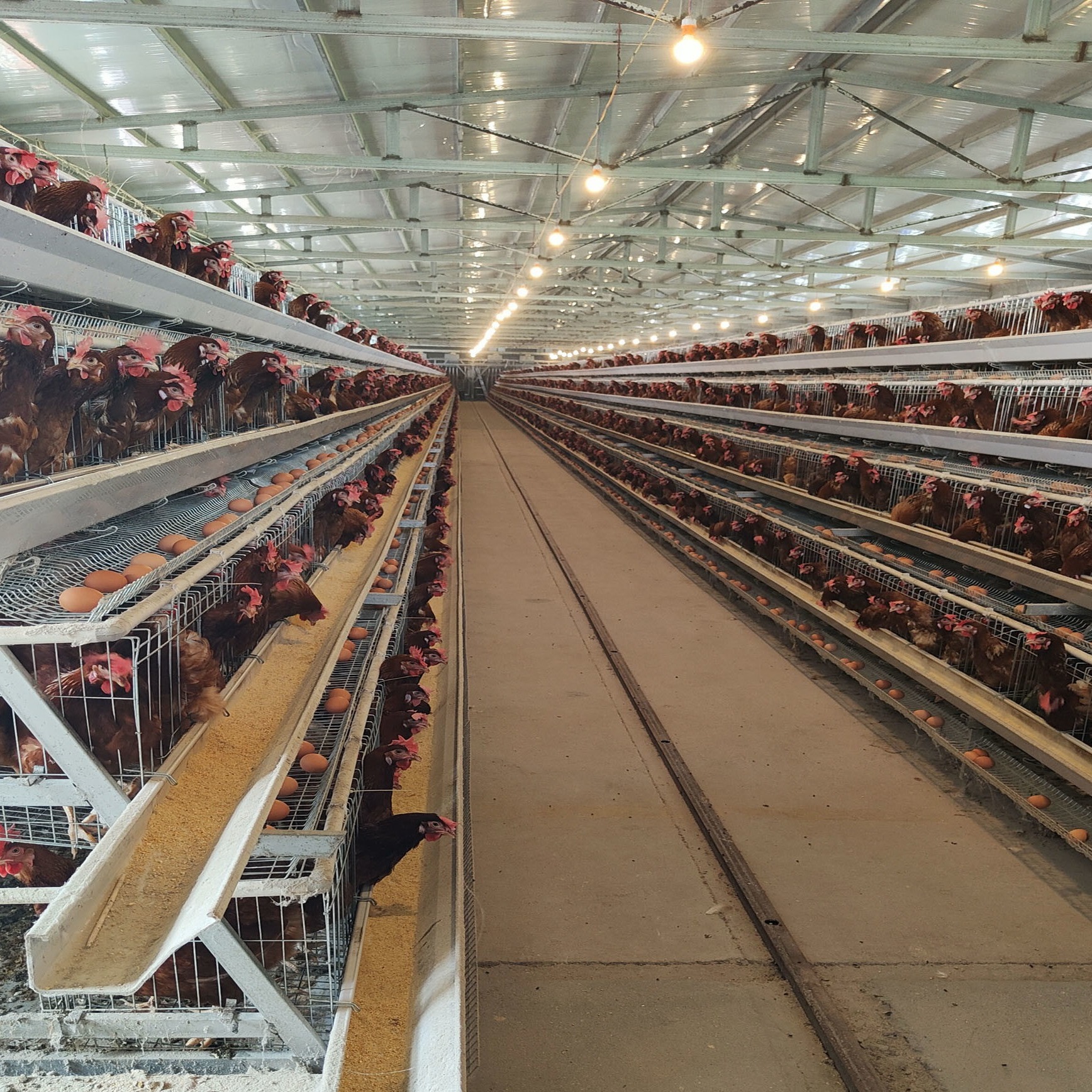 Poultry Farm Battery Egg Layer Chicken Cages Automatic A Type H Type ...