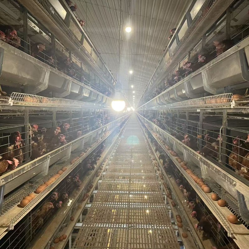 Layer Chicken Cage The Perfect Solution for Raising Layers in Your ...