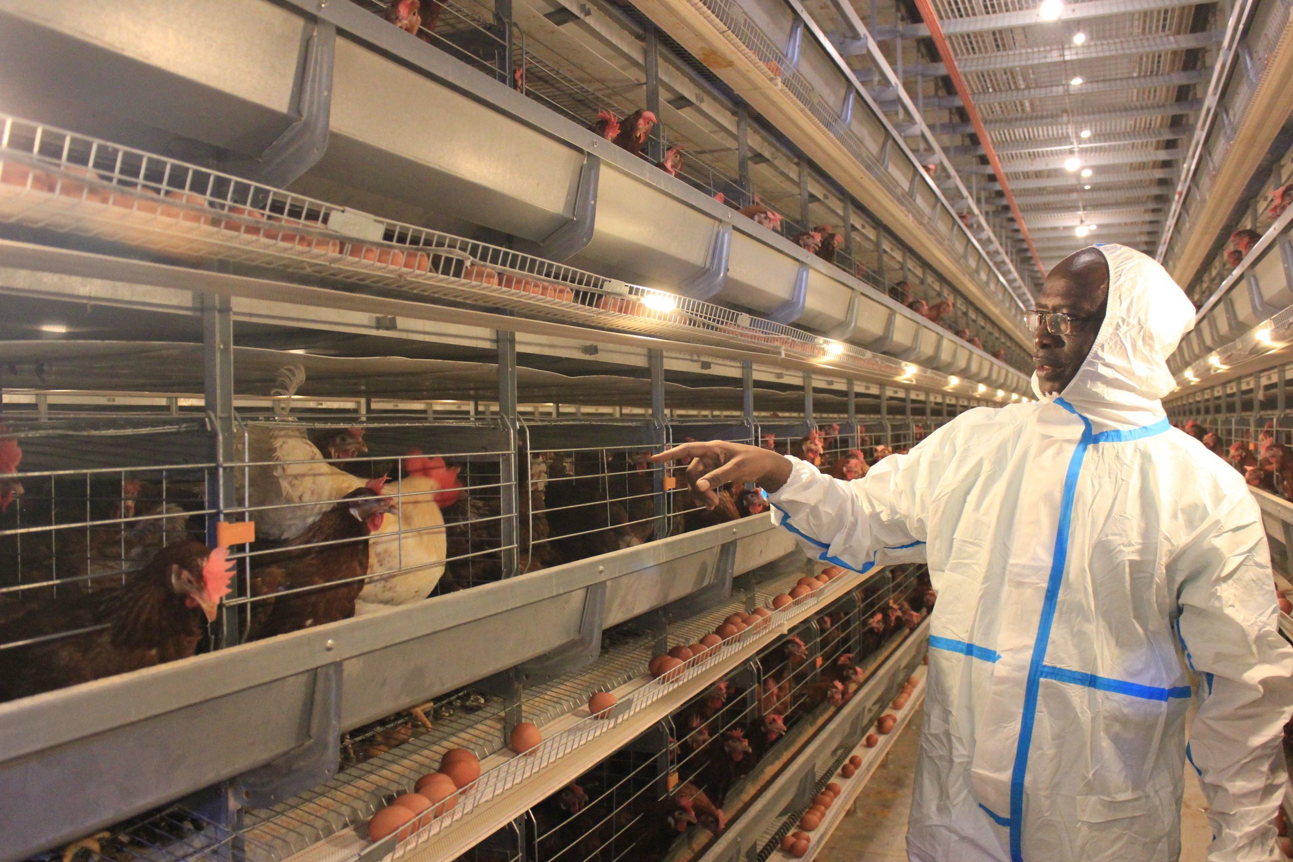 Fully Automatic Galvanized Broiler Cage System 3/4 Tiers