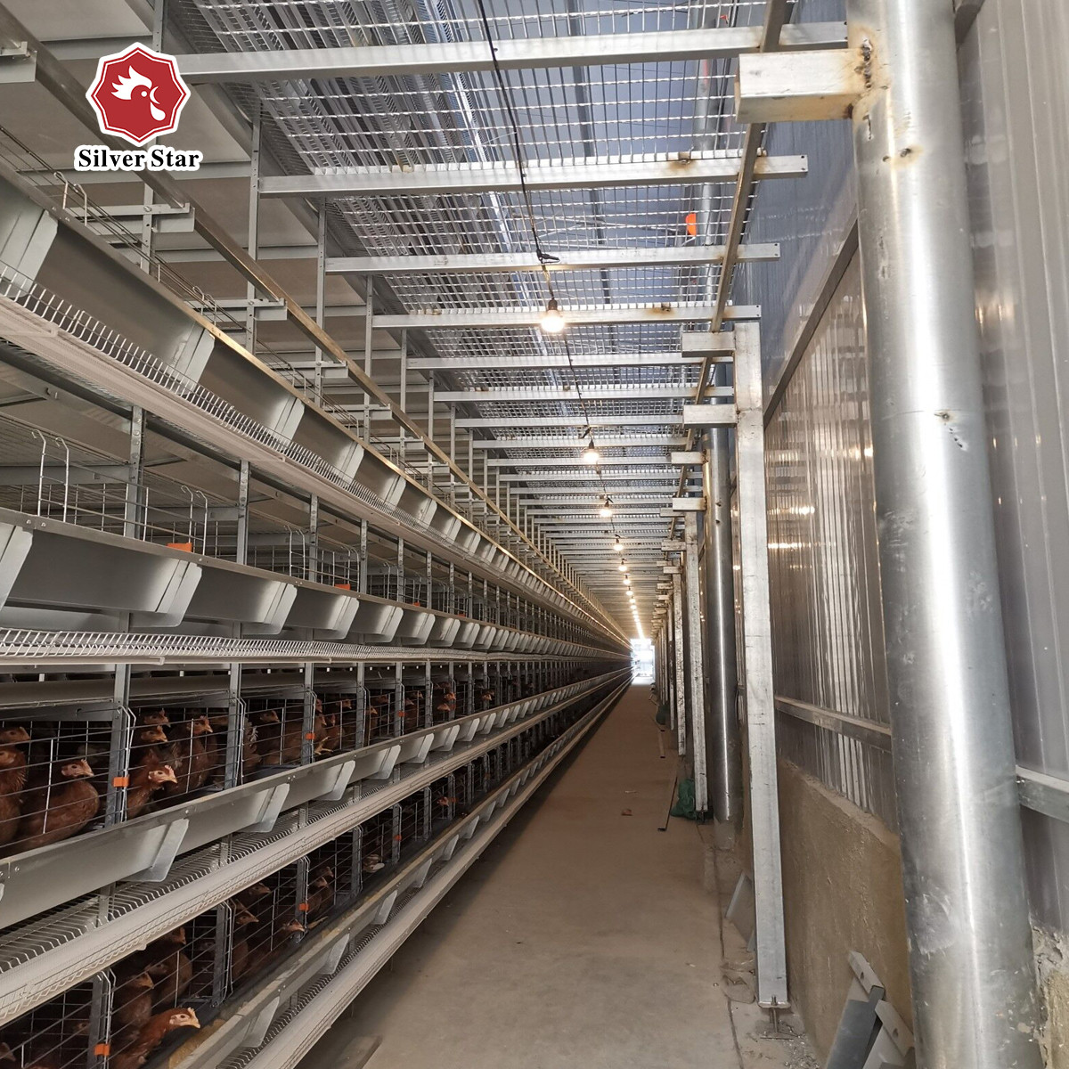 Featuring Four Tiers Ventilated Automatic Layer Cage System For 120 Photo Inspiration