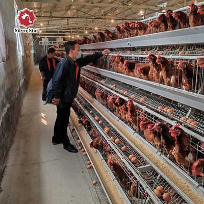 A Type Hen Laying Egg Chicken Cage Automatically