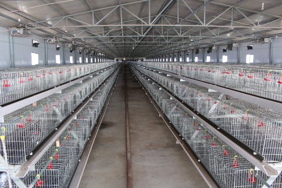 200 Chickens Automatic Layer Chicken Cage Poultry Farming Chicken Hen Cage