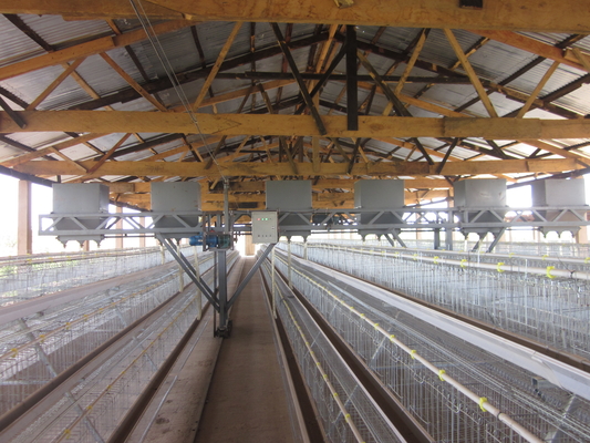 Q235 Battery Cages Laying Hens Chicken Farming Materials A Type