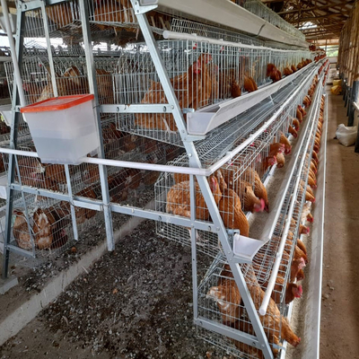 4 Tiers Layer Chicken Cage 160 Birds Automatic A Type Battery Egg