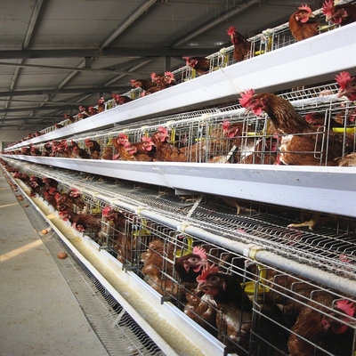 Poultry Chicken Cages 4 Tiers A Type Automatic Battery Layer Chicken Wire Egg Laying Hens Cage
