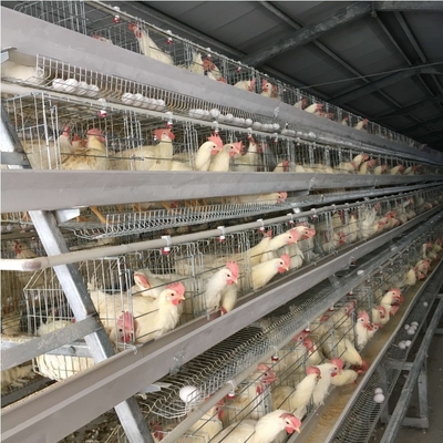 4 Tiers A Type Automated Chicken Layer Cage SGS 195 X 230 X 190cm