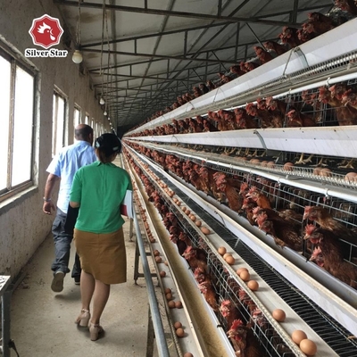 A Type 96 or 128 Capacity Automatic Layer Battery Chicken Cage