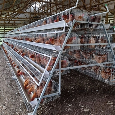 Automatic Layer Poultry Equipment A Type Battery Egg Layer Chicken Wire Cages