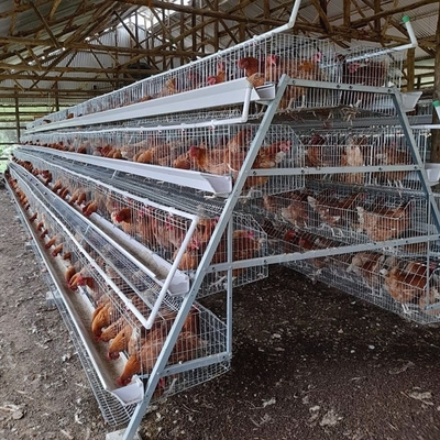 Hygienic A Type Hens Farm Layer Chicken Cage Automatic Manure Removing