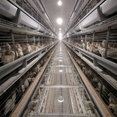 Factory Direct H-Type Broiler Battery Cage System with Hot-Dip Galvanizing, Soft Plastic Mats & Automated Manure Cleaning for Commercial Meat Chicken Farms
