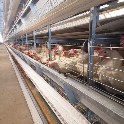 Layer Chicken Farming Automated H Frame Type Battery 3 Tiers 4 Tiers Laying Hen Cage