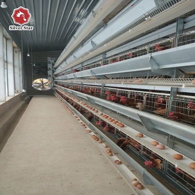 H Type Layer Chicken Cage System | Automatic Poultry Equipment for Commercial Egg Farms