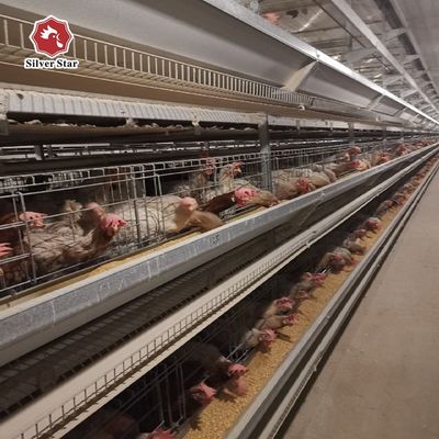 H Type Layer Chicken Cage System | Automatic Poultry Equipment for Commercial Egg Farms