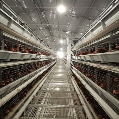 H-Type Automatic Layer Battery Cage System with 15-20 Years Service Life, Hot-Dip Galvanized & Fully Automated for Commercial Poultry Farming