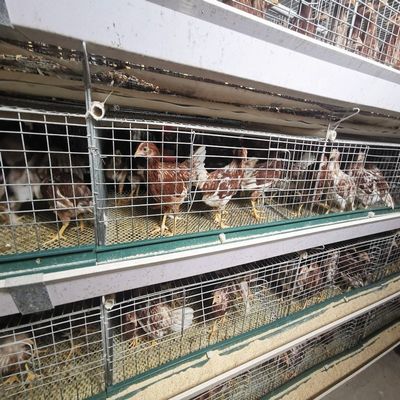 H-Type Battery Cage System with Hot-Dip Galvanized Frame Automatic Feeding Trough Stackable Modular Design for Commercial Poultry Farms