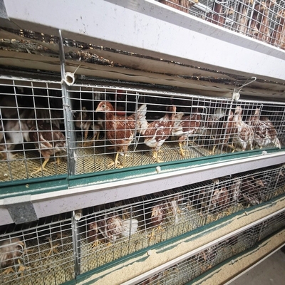 Kenya H Type 3 / 4 Layers Chicken Layer Cages Poultry Farm  Breeding System
