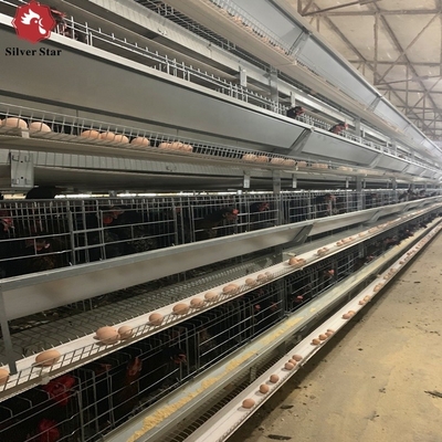Animal Coop Chicken Layer Cage Customized Scheme Feeding Egg Equipment