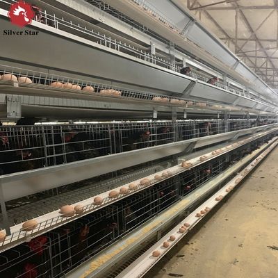 Multi-Tier H-Type Battery Cage System for Layer Hens Egg Production