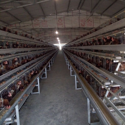 Husbandry Equipment Poultry Battery Cage Layer Chicken Animal A Type Q235