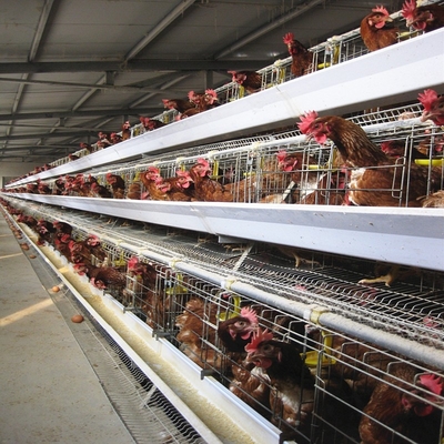 A Type Chicken Layer Cage With Manure Belt Conveyor And Egg Collector 4 Tiers