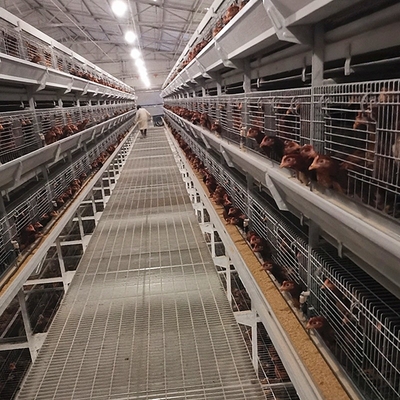 Animal Coop Chicken Layer Cage Customized Scheme Feeding Egg Equipment