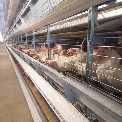 Hot Dip Galvanized Layer Chicken Cage With Stacking High Feeding Density Increased Productivity