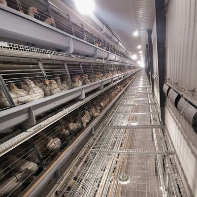 Turnkey H-Type Layer House Equipment and Multi-Tier Battery Cages